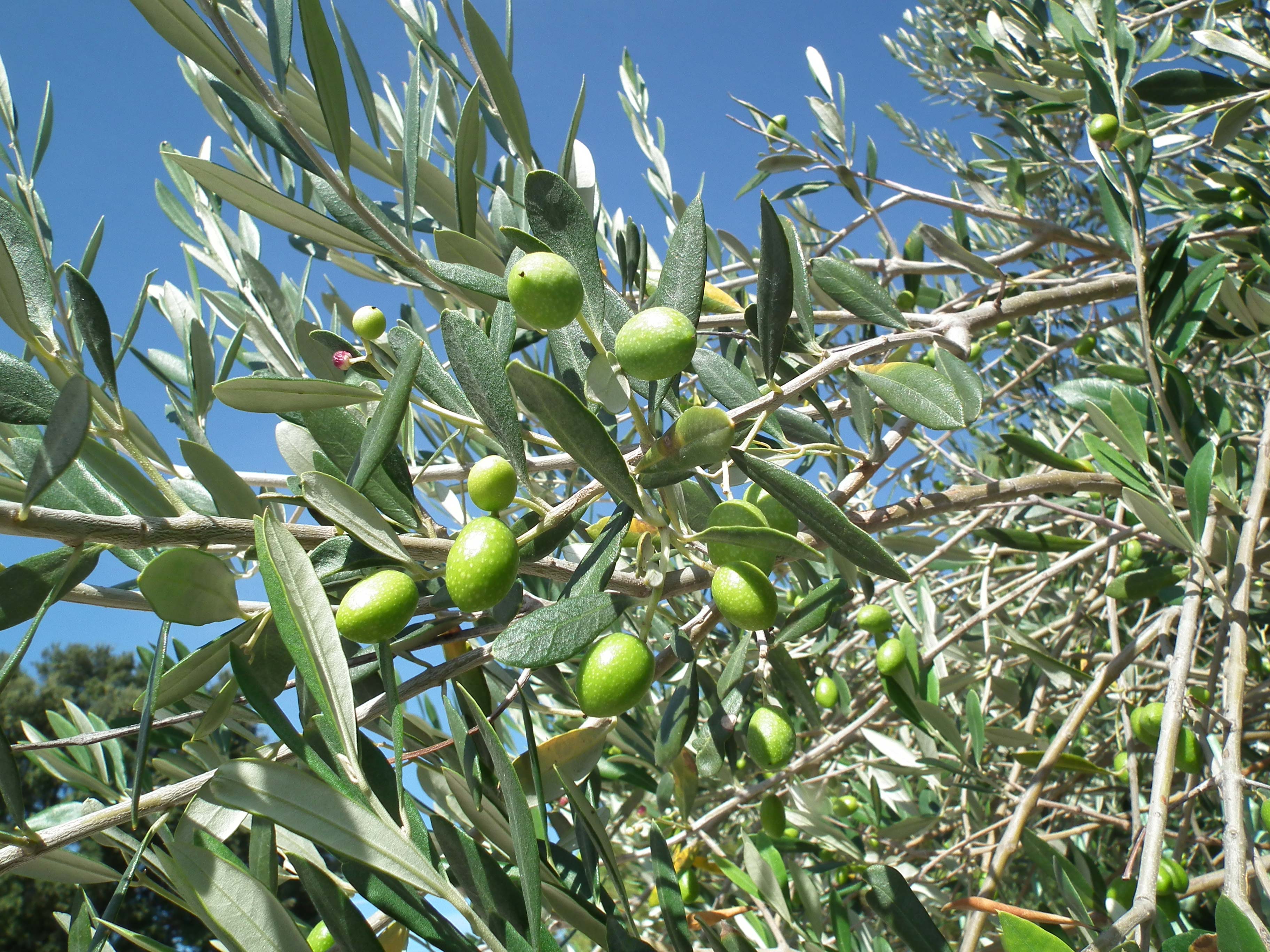 Vente olivier Nice