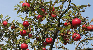 Promo arbre fruitier Nice