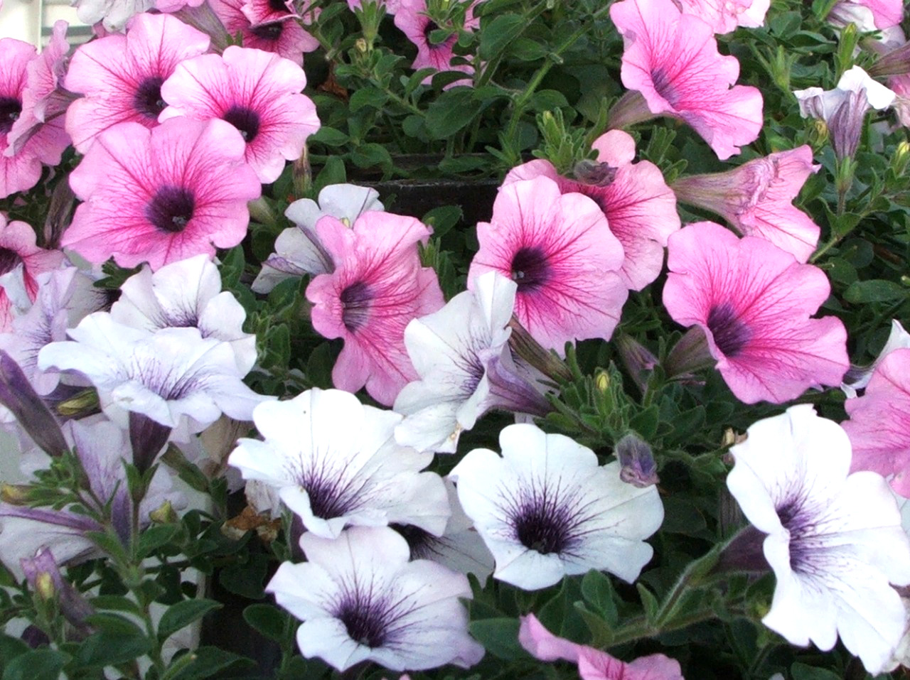 plantes annuelles nice vente plante annuelle et rustique exemple de lettre