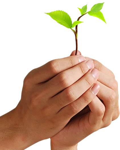 Pépinière Nice vend plante verte et plante fleurie